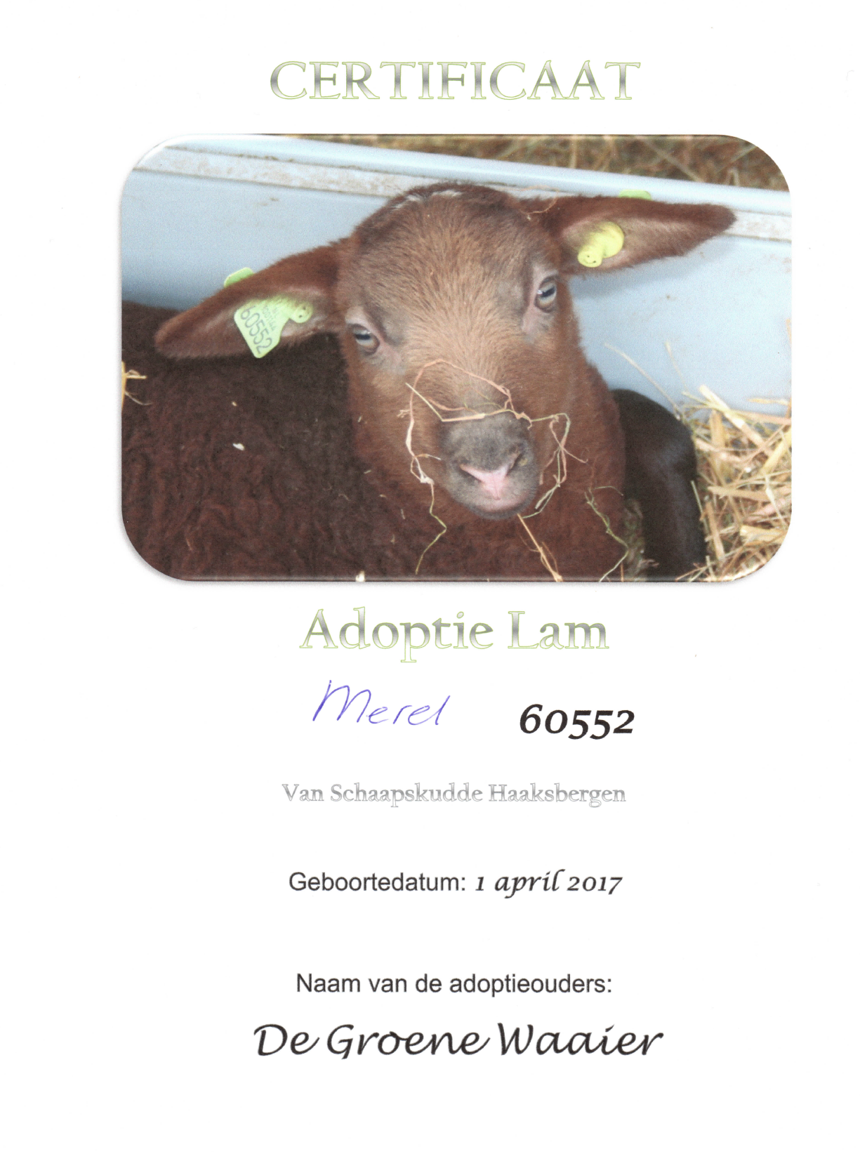 Lees meer over het artikel De Groene Waaier adopteert “Merel”